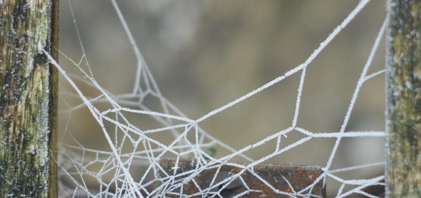 Frosty Spiders web